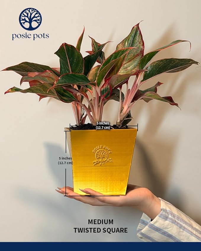 Posie Pot Medium Twisted Square - Self Watering Planter 5x5 Inch - Indoor Plant Pot with 30 Day Reservoir - 3D Printed Bioplastic - No Guilt Plant Care - Made in USA, Gold