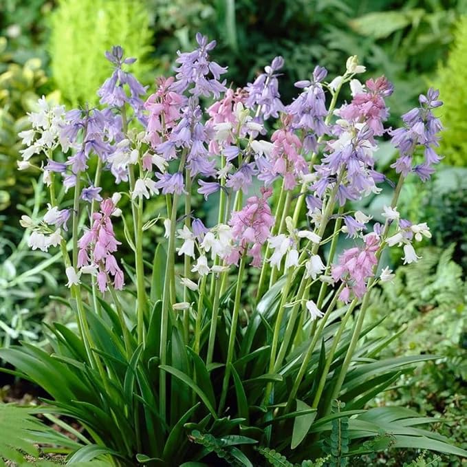 Votaniki Spanish Bluebell Mixture - Perennial Spanish Bluebells (Wood Hyacinth) Bulbs for Planting | Spring Flowering Bulbs, Bell Shaped Flowers - Easy to Grow (25 Pack)