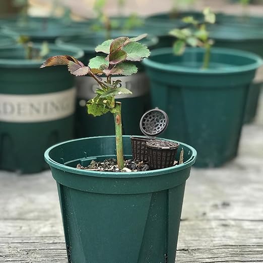 Happyyami Fertilizer Box with Lid Portable Bonsai Fertilizer Container for Small Plants Easy Use Gardening Tool 1.77X0.98X0.98In Slow Release Nutrient Holder