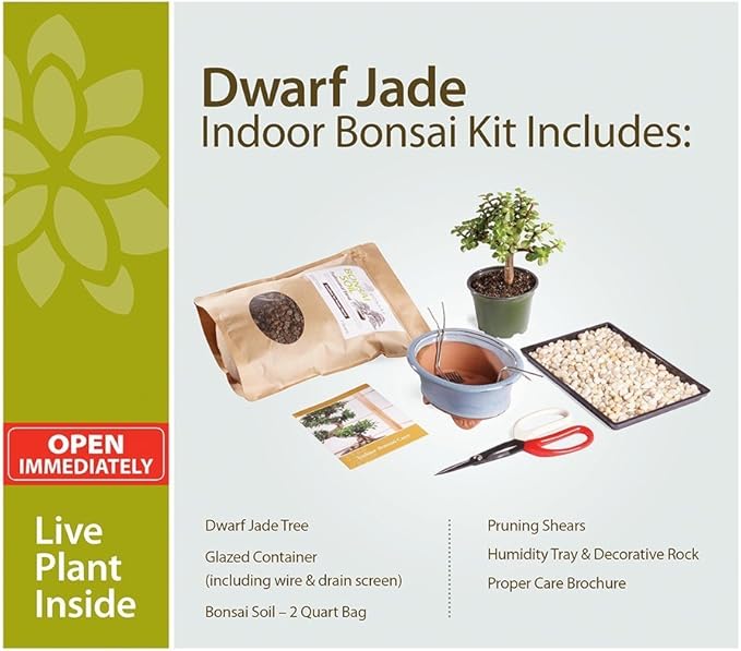 Brussel's Bonsai - Live Dwarf Jade Bonsai Tree Starter Kit with Ceramic Bonsai Pot & Bonsai Soil, Indoor Bonsai Plant Kit, Easy Care Houseplant for Beginners (Green)