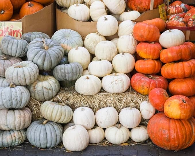 4" Jack Be Little Pumpkin Seeds - Heirloom