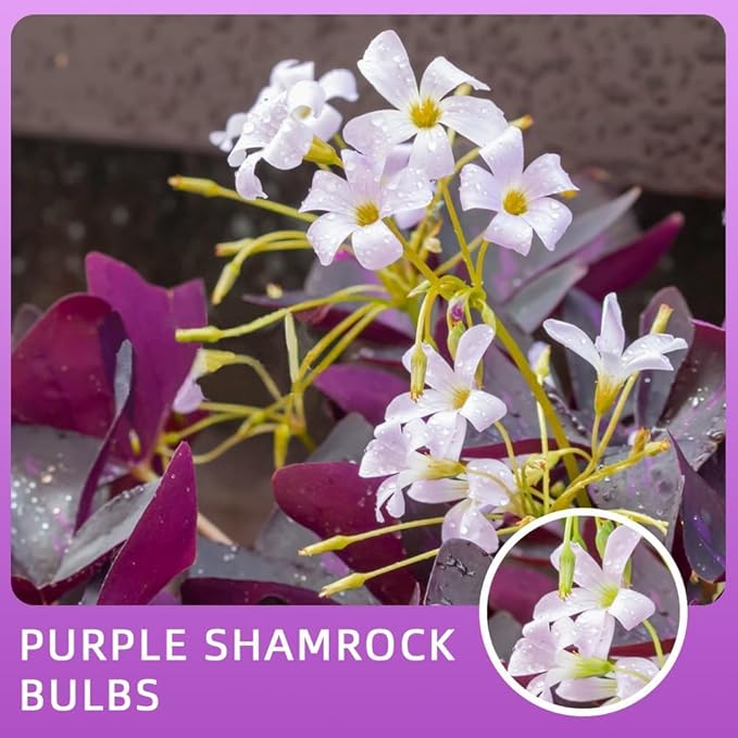 Purple Shamrock Bulbs 12 Pcs Good Luck Purple Oxalis Bulbs for Planting Indoor and Outdoor Oxalis Triangularis Shamrock Plants for Fall Planting