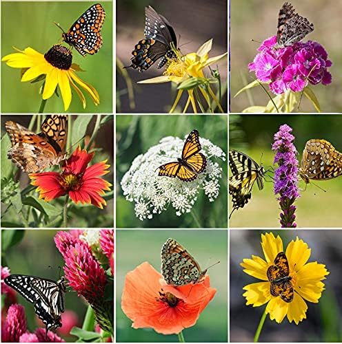 Perennial Wildflower Seeds Package with 31 Different Varieties 100,000+ Seeds, Hummingbird and Butterfly Garden Seeds, Popular Perennial Flower Seeds, Non-GMO Wildflower Seeds Mix for Your Garden