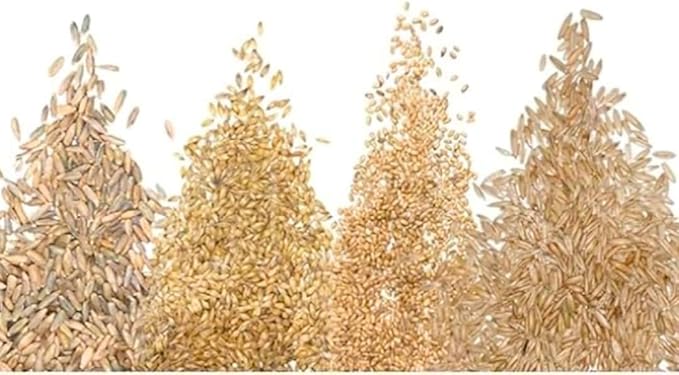 Cat Grass Seeds for Growing | 4 Way Blend, Rye, Wheat, Oats and Barley | Made in USA, Ships from Iowa. (10 Pounds)