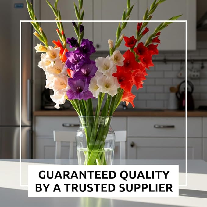 4 Gladiolus Bulbs – Mixed Colors – Sword Lily – Easy-to-Grow Perennial Flower - Great for Decor or Special Occasions