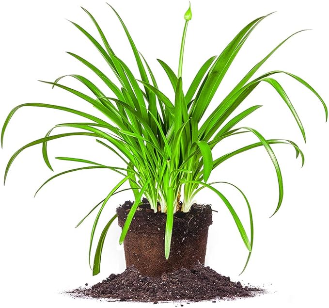 Blue Agapanthus 1 Gallon