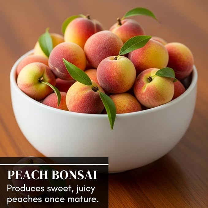 Bonsai Peach Tree Seeds – 5 Large Seeds for Miniature Fruit-Bearing Trees – Easy to Grow, Hardy, Produces Sweet Peaches - Great for Beginner Bonsai - Ideal for Home Garden