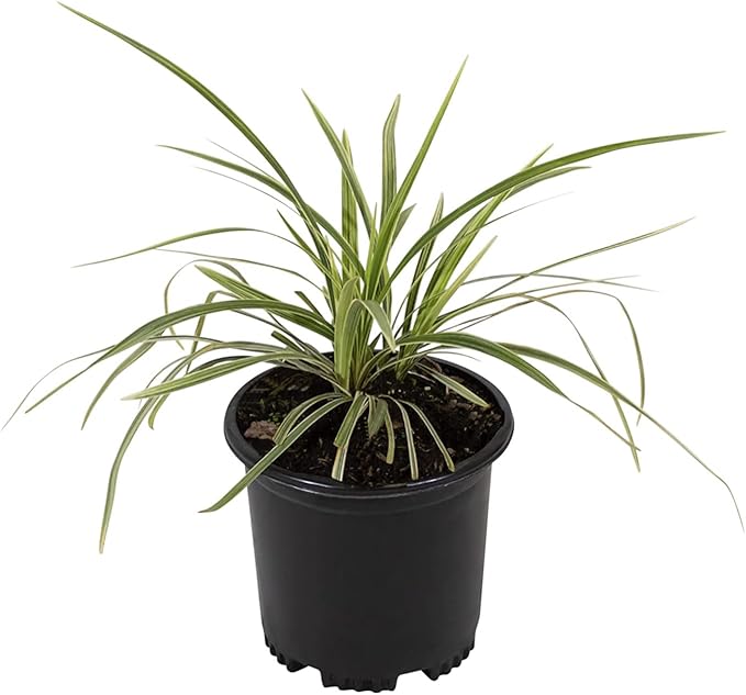 Aztec Grass Liriope Muscari, Outdoor Plants Live Ornamental Grass Plants Live Plants, Evergreen Garden Decor, Landscape Edging Liriope Plants, Flowering Plant Blooms Purple Flowers by Plants for Pets