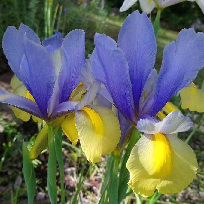 Votaniki Montecito & Miss Saigon Iris Mix Bulbs - Perennial Dutch Iris, Fragrant Blooms | Spring Flowering 30x Montecito and 30x Miss Saigon Iris Bulbs - Easy to Grow (60 Pack)