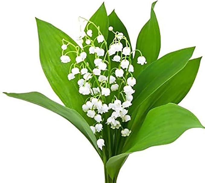 20 Large, Plump Lily of The Valley Bare Root Plant Pips Fresh from Holland - Blooms in May