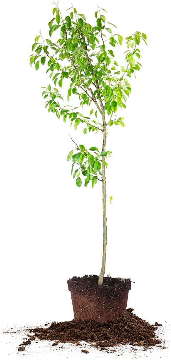 Perfect Plants Moonglow Pear Tree 4-5 ft. Tall Cross Pollinator Heavy Producer of Sweet Fruit, White Flowers