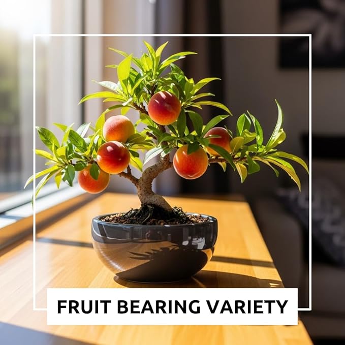 Bonsai Peach Tree Seeds – 5 Large Seeds for Miniature Fruit-Bearing Trees – Easy to Grow, Hardy, Produces Sweet Peaches - Great for Beginner Bonsai - Ideal for Home Garden