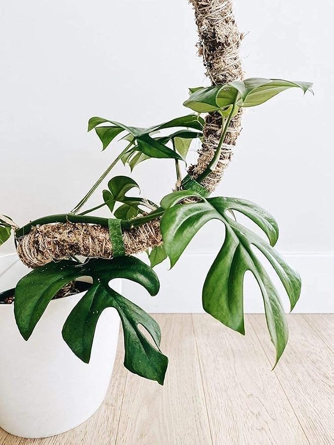 Mossify Bendable Moss Pole 16'' Monstera Plant Support for Climbing Indoor Plants - 100% Sustainably Farmed Moss Pole for Plants Indoor Growth - Flexible Handmade Sphagnum Plant Poles Support