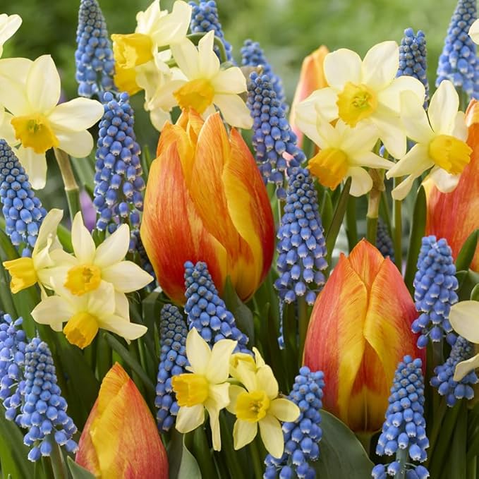 All-in-One Flower Garden Kit - 25 Flower Bulbs Per Box - Potluck Planting Peachy Keen Bouquet Mix - Daffodil, Tulip, Muscari - Fragrant - Naturalizing - Live Outdoor Garden - Easy to Plant Flowers