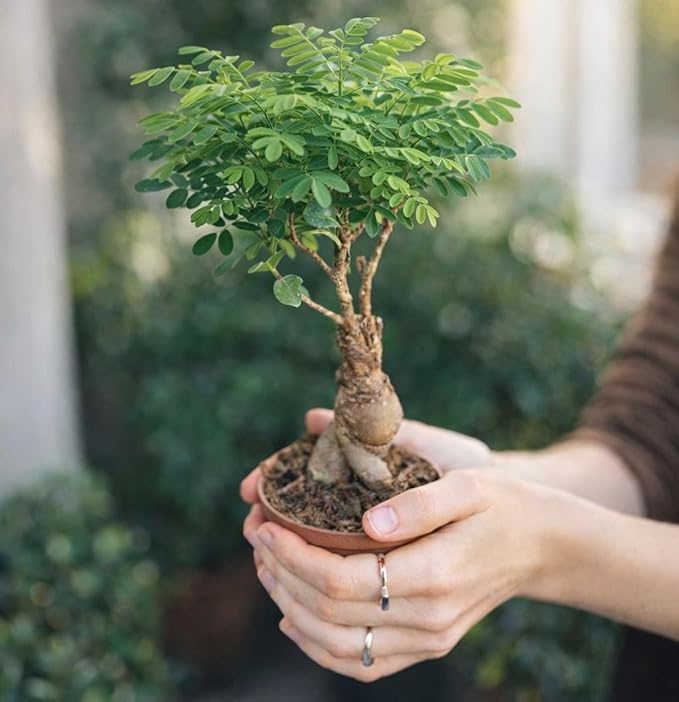 Avergo Bonsai Tree Kit – 4X Unique Japanese Bonzai Trees | Complete Indoor Starter Kit for Growing Bonsai Plants with Tools & Planters – Gardening Gifts for Women & Men