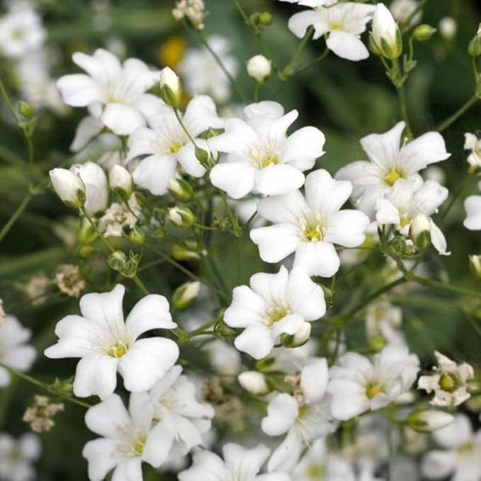 Baby’s Breath Seeds - 2300 Seeds