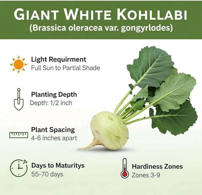 Giant White Kohlrabi Seeds for Planting - Plant & Grow 300 Heirloom Kohlrabi Seeds Home Outdoor Garden - Great Gardening Gift, 5 Packets