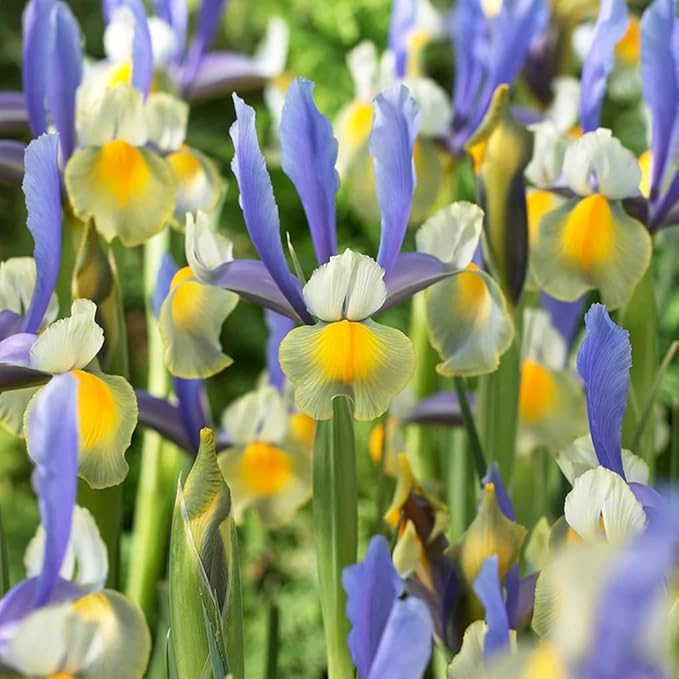 Votaniki Montecito & Miss Saigon Iris Mix Bulbs - Perennial Dutch Iris, Fragrant Blooms | Spring Flowering 15x Montecito and 15x Miss Saigon Iris Bulbs - Easy to Grow (30 Pack)