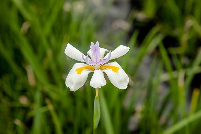 White African Iris 1 Gallon