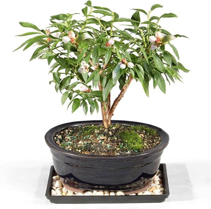 Brussel's Bonsai Live Dwarf Blueberry Bonsai Tree - Small, 4 Years, 6 to 8 Inches Tall - Outdoor Live Bonsai Tree with Ceramic Pot and Bonsai Tray