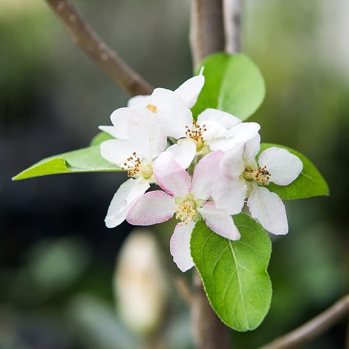 Perfect Plants Granny Smith Apple Tree 4-5ft Tall | Live Fruit Trees for Outdoor Planting | Fresh Apples for Eating, Canning, & Dehydrating | Sweet & Tasty Green Fruits Ripen in Fall
