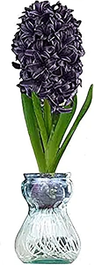Dark Purple Hyacinth Bulb and Glass Vase for Forcing