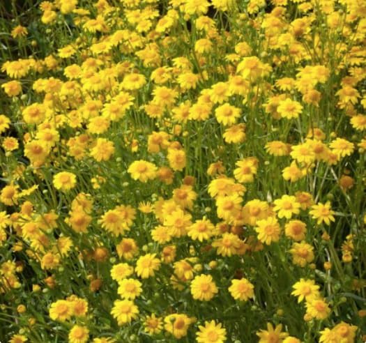 1200 Goldfields Seeds - Carpet of Low Growing Yellow Daisy Type of Wildflower for Sandy and Dry Clay Soils