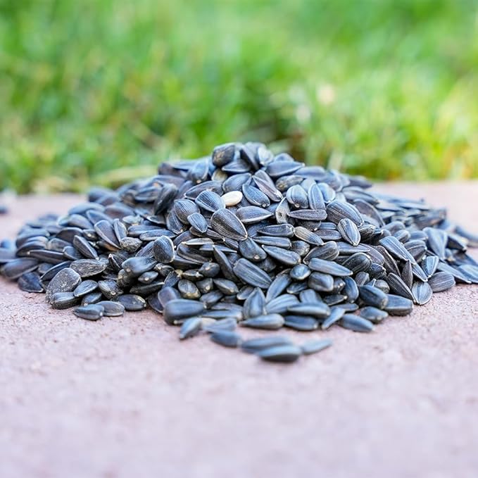 Desert Valley Black Oil Sunflower Seed, All Natural, Non-GMO Premium Wild Bird and Wildlife Food for Cardinals, Dove, Jays, Squirrels, and More (5 Pounds)