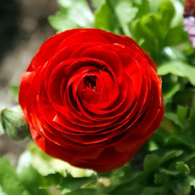 Votaniki Ranunculus Aviv Mix Bulbs - Large, and Showy Blooms, Perennial Ranunculus Flower Bulbs | Perfect for Any Garden - Easy to Grow and Low Maintenance (60 Pack)