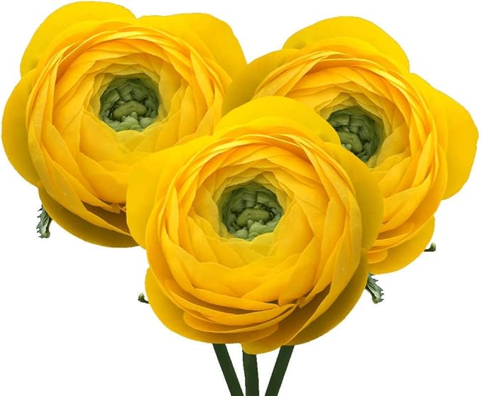 12 Yellow French Peony Ranunculus Corms