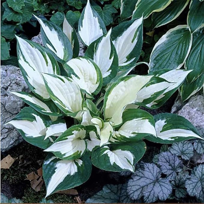 Francee Hosta - Shade Plant 24" Tall