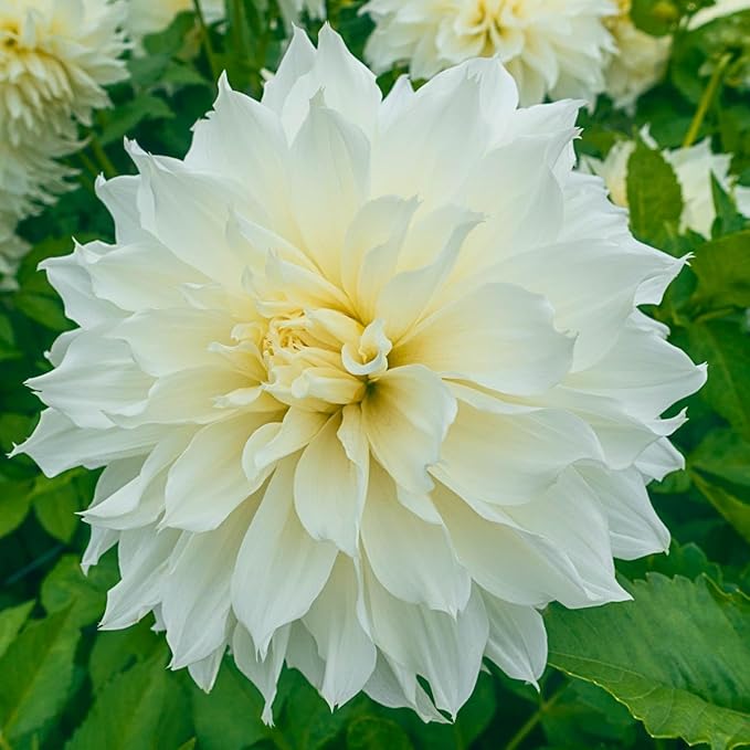 Direct Gardening - Summer Flowering Multi-Colored Dinnerplate Dahlia Mixture - 5 Dormant Bare Root Tubers per Offer