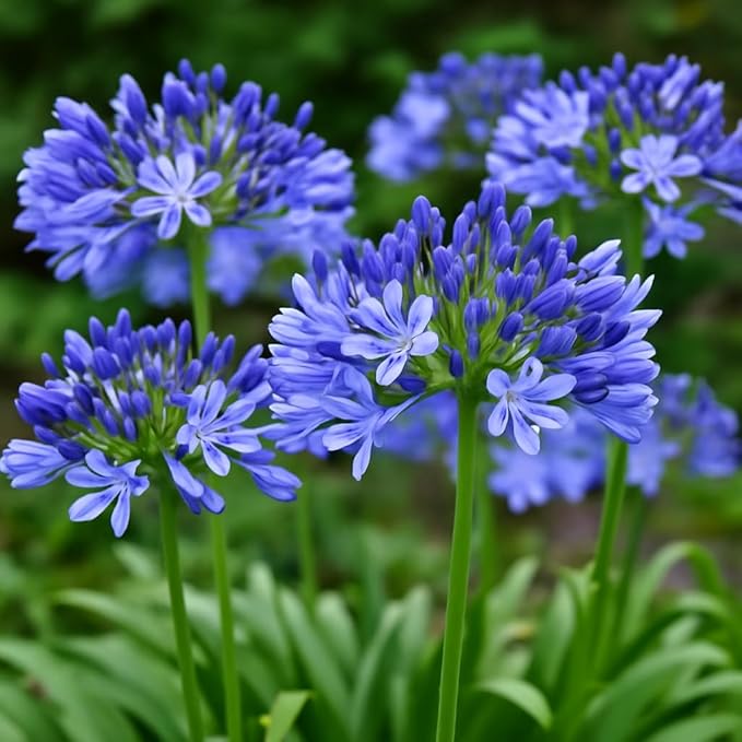50 Lily of The Nile Seeds for Planting - Agapanthus Blue