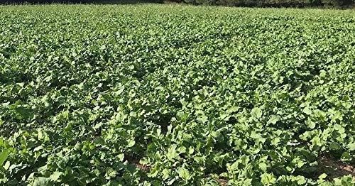 Hale Habitat & Seed Brassica Blend Food Plot Mix, 1/2 Acre, Highly Attractive Fall Food Plot
