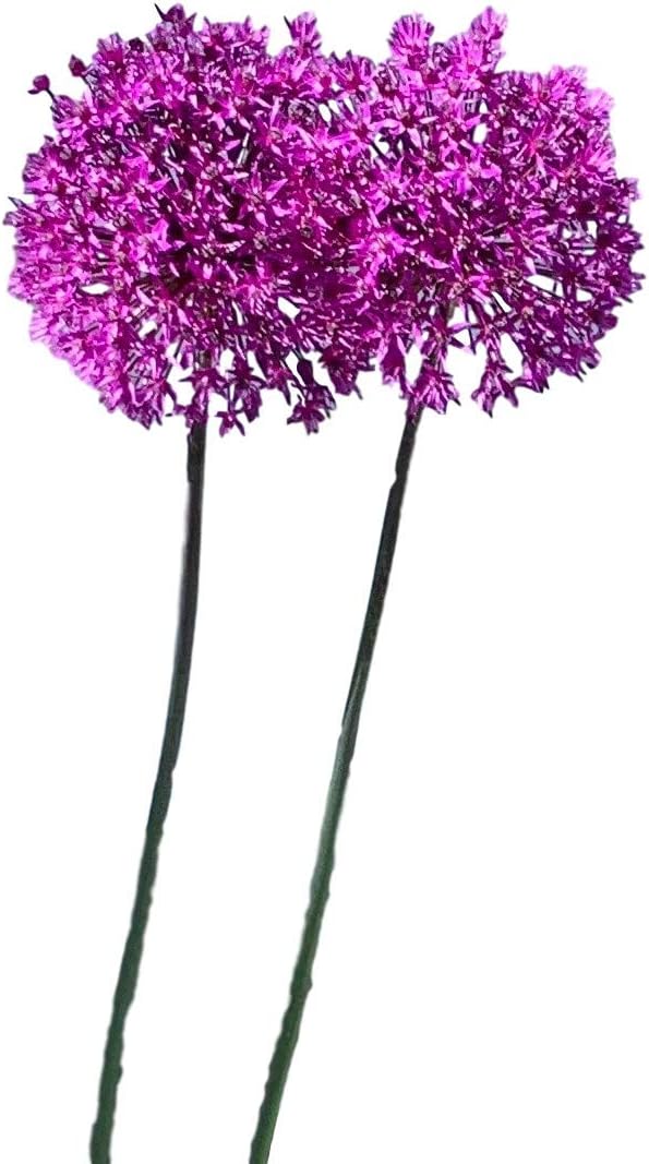 8 Giant Allium Gladiator