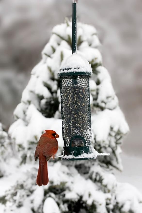 Squirrel Buster Mini Squirrel-Proof Bird Feeder w/4 Metal Perches, 0.98-Pound Seed Capacity & Wagner's 62004 Eastern Regional Wild Bird Food, 20-Pound Bag