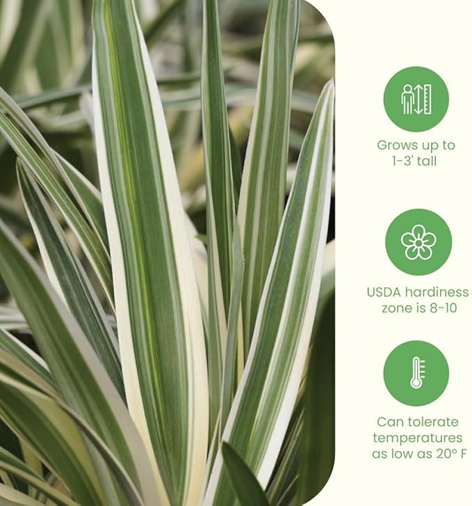 American Plant Exchange Variegated Flax Lily – 6-Inch Pot – Live Flowering Foliage Plant, Hardy Striped Greenery for Home, Garden Beds, or Landscape Decor