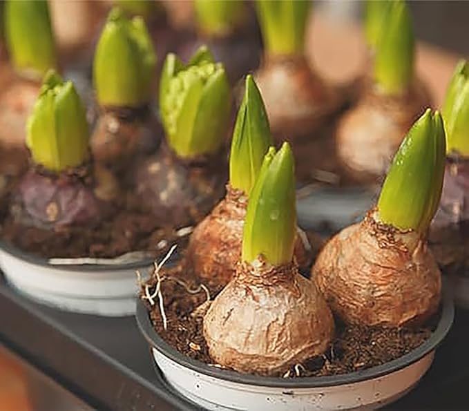 10 Purple Hyacinth Bare Root Bulbs - Miss Saigon