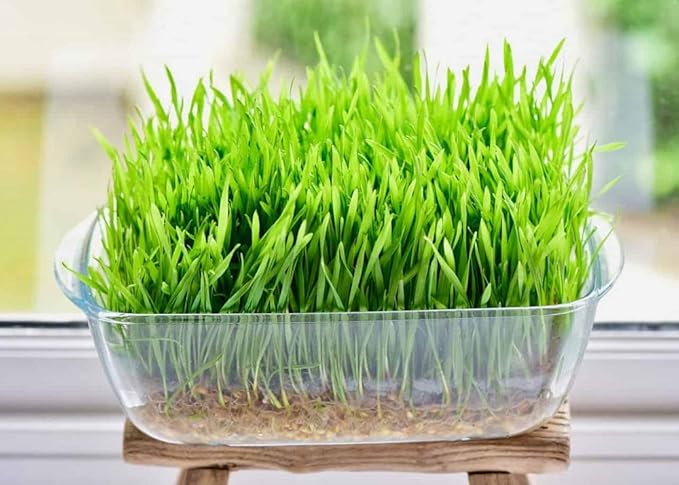 12oz Cat Grass Seeds - Hard Red Wheat- Wheatgrass Non GMO - Country Creek Acres LLC - Grown in The USA