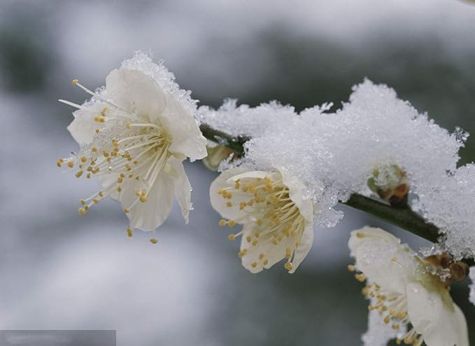 5 Pcs Artificial Plum Blossom Fake Wintersweet Long Stem Plastic Flowers Home Hotel Office Wedding Party Garden Decor 27.5'' High White