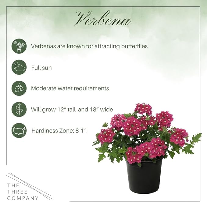 Live Flowering Verbena - Shades of Pink (3 Plants Per Pack) - Healthy Flowering Plant - Beautiful Spring Color - 10" Tall by 5" Wide in 1Qt Pot