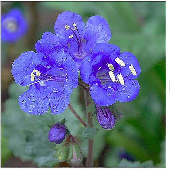 All Blue Flowers Mixed