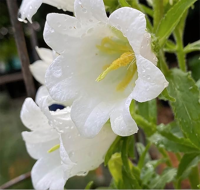 Canterbury Bells Mix - 1200 Seeds