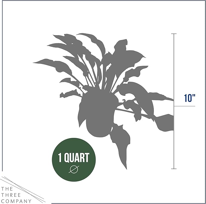 Live Perennial Hosta - Libby (3 Plants Per Pack), Beautiful Accent Plant, 10" Tall by 6" Wide in 1 Quart Pot (Pack of 2)