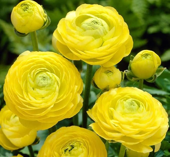 12 Yellow French Peony Ranunculus Corms