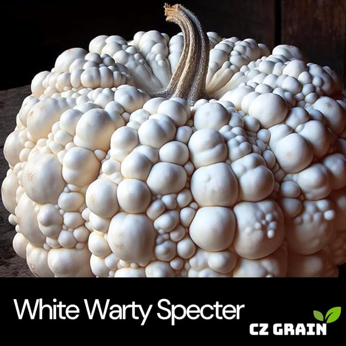 10 Warty White Specter Pumpkin Seeds for Planting – Pure White with Subtle Warts – Rare, Elegant Variety for Unique Fall Décor, Halloween Displays & Garden Harvests