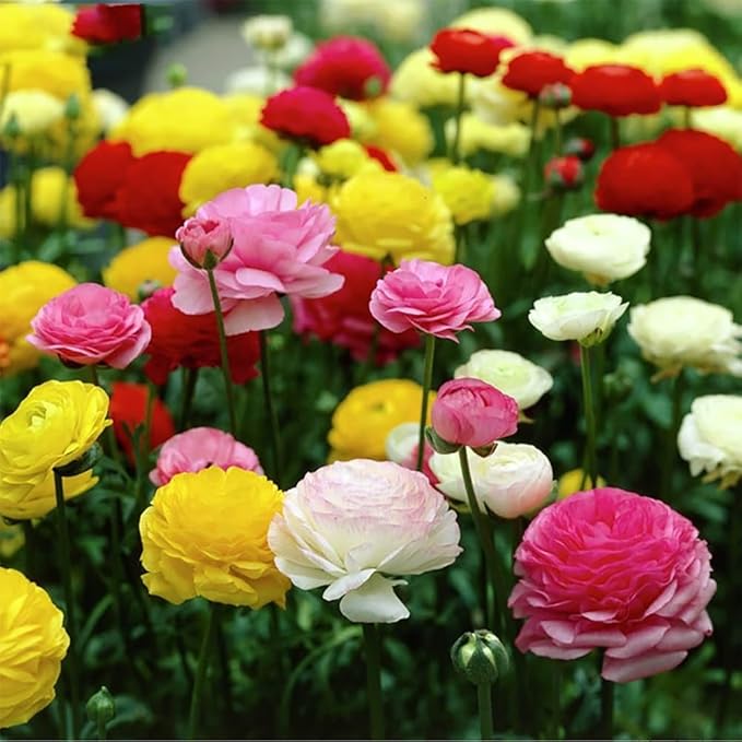 10pcs Peony Ranunculus Bulbs Mixed Corms Flower Bulb Garden Blooms Planting (Yellow)