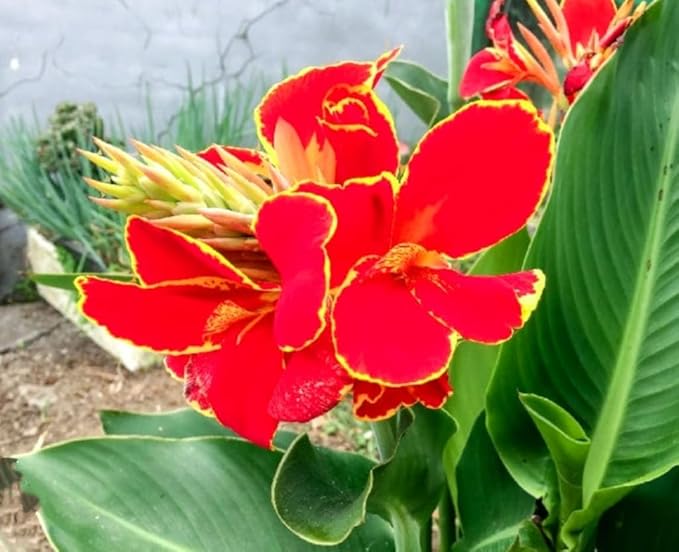 20 Canna Lily Seeds Mixed Flower Perennial Bonsai Rare Accent Plant Seeds Heirloom Canna Indica