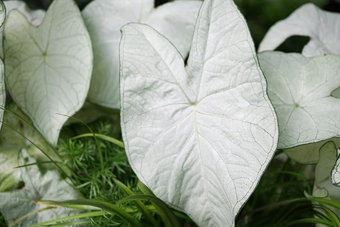 UtopiaSeeds June Bride Caladium Bulb - Fancy Leaf Caladium - 1 Caladium Root