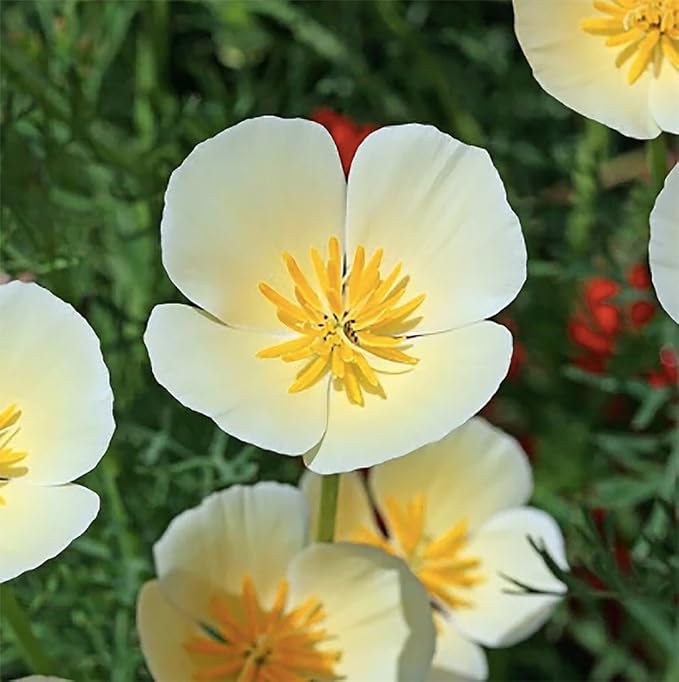 California Dreaming Mix of California Poppy Seeds .- Approximately 6,000 Seeds - Non GMO